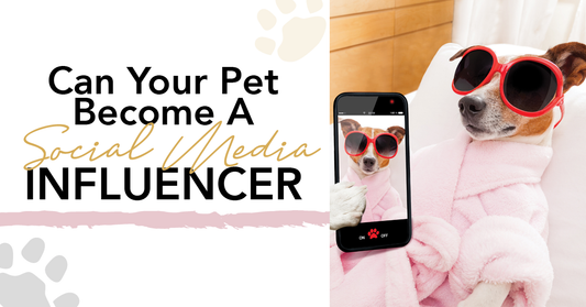 Can you become a Pet Influencer