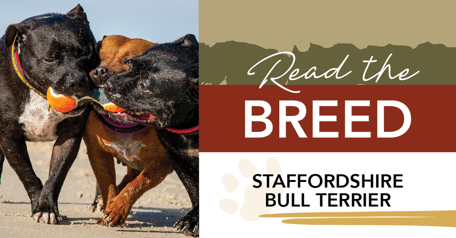 All about Staffordshire Bull Terriers