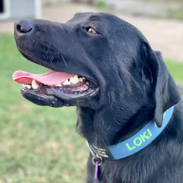 custom collar sky blue and flouro green combo