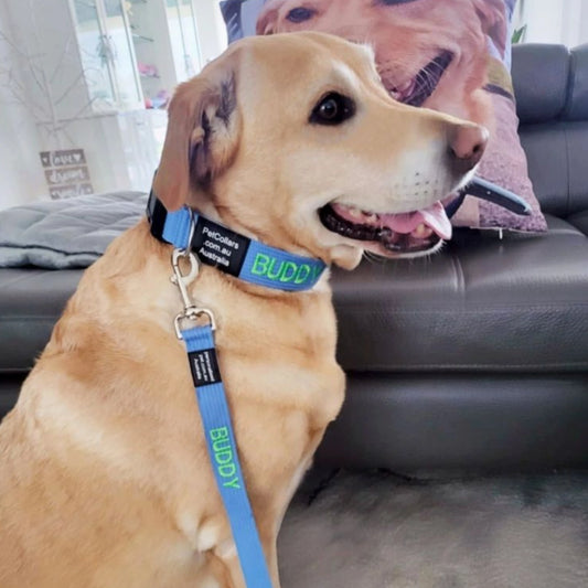 matching collar and lead with pet's name and phone number