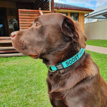 Black Labrador wearing personalised embroidered dog collar in teal and black
