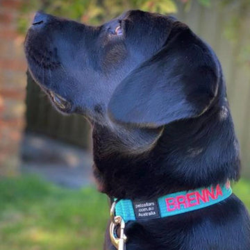 Custom dog collar for Labrador with name and phone number