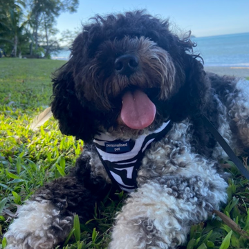 Pet harness with sleek design and durable material for active pets, offering comfort and style