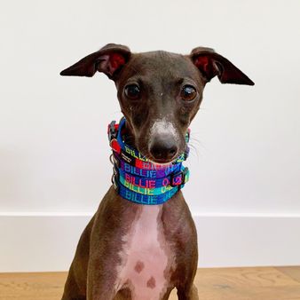 Happy dog wearing a stylish collar designed for comfort and durability in everyday use