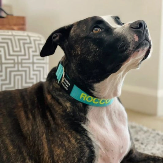 Custom embroidered collar for Staffy with name and phone number