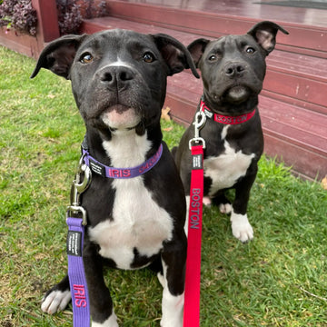 Staffy showing off collar colour combo from PetCollars.au