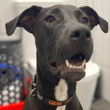 Durable collar designed for pets, offering a reliable and adjustable fit for active pets
