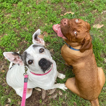 Staffordshire Bull Terrier with custom collar outdoors
