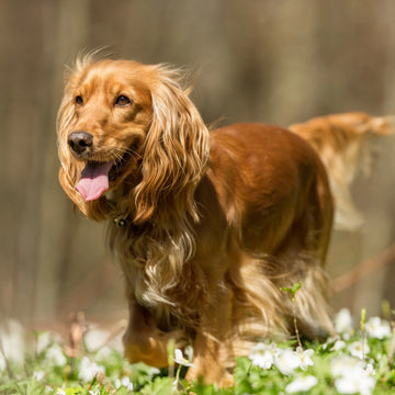 Top 10 Cocker Spaniel Names in Australia