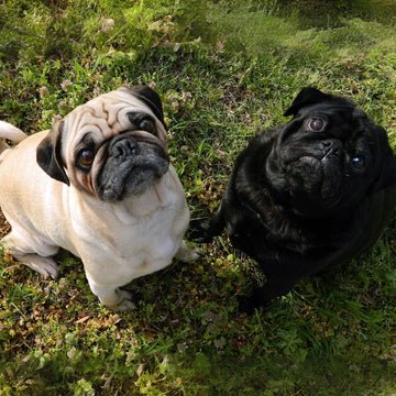 Top 10 Pug Names in Australia