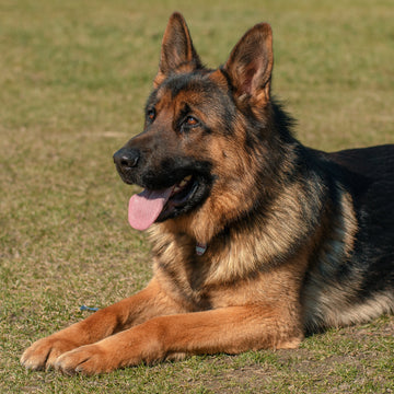Top 10 German Shepherd Names in Australia