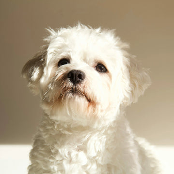 Top 10 Maltese Names in Australia