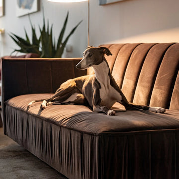 Top 10 Italian Greyhound Names in Australia