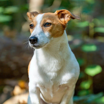 Top 10 Jack Russell Names in Australia