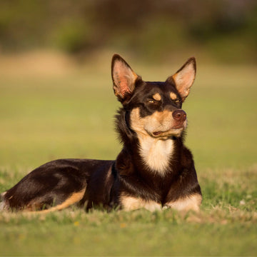 Top 10 Kelpie Names in Australia
