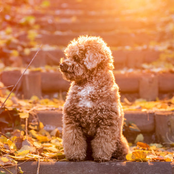 Top 10 Toy Poodle Names in Australia