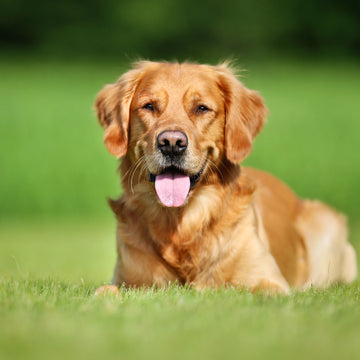 Top 10 Golden Retriever Names in Australia