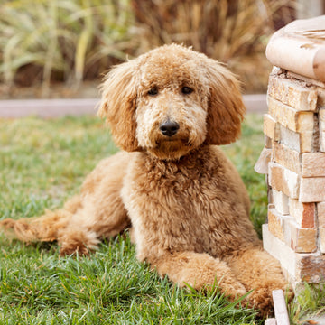 Top 10 Groodle Names in Australia