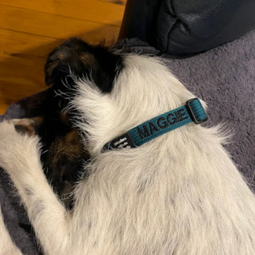 Close-up of a vibrant, colorful pet accessory that adds a burst of personality to any dog’s wardrobe