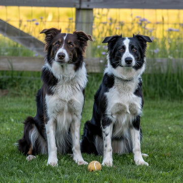 Top 10 Border Collie Names in Australia