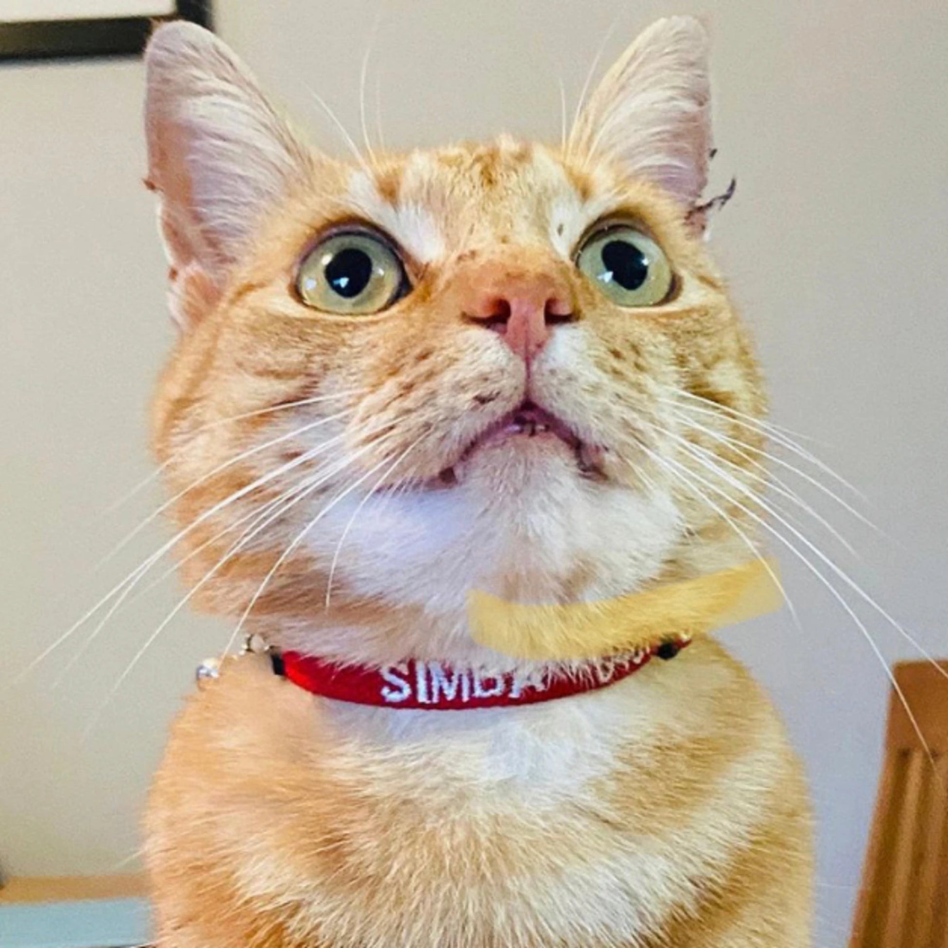 Personalised cat collar with bell