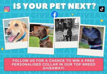 Follow for Giveaways & Breed Spotlights