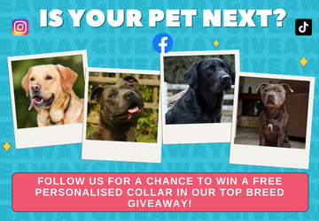 Follow for Giveaways & Breed Spotlights