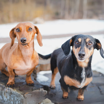 Top 10 Dachshund Names in Australia