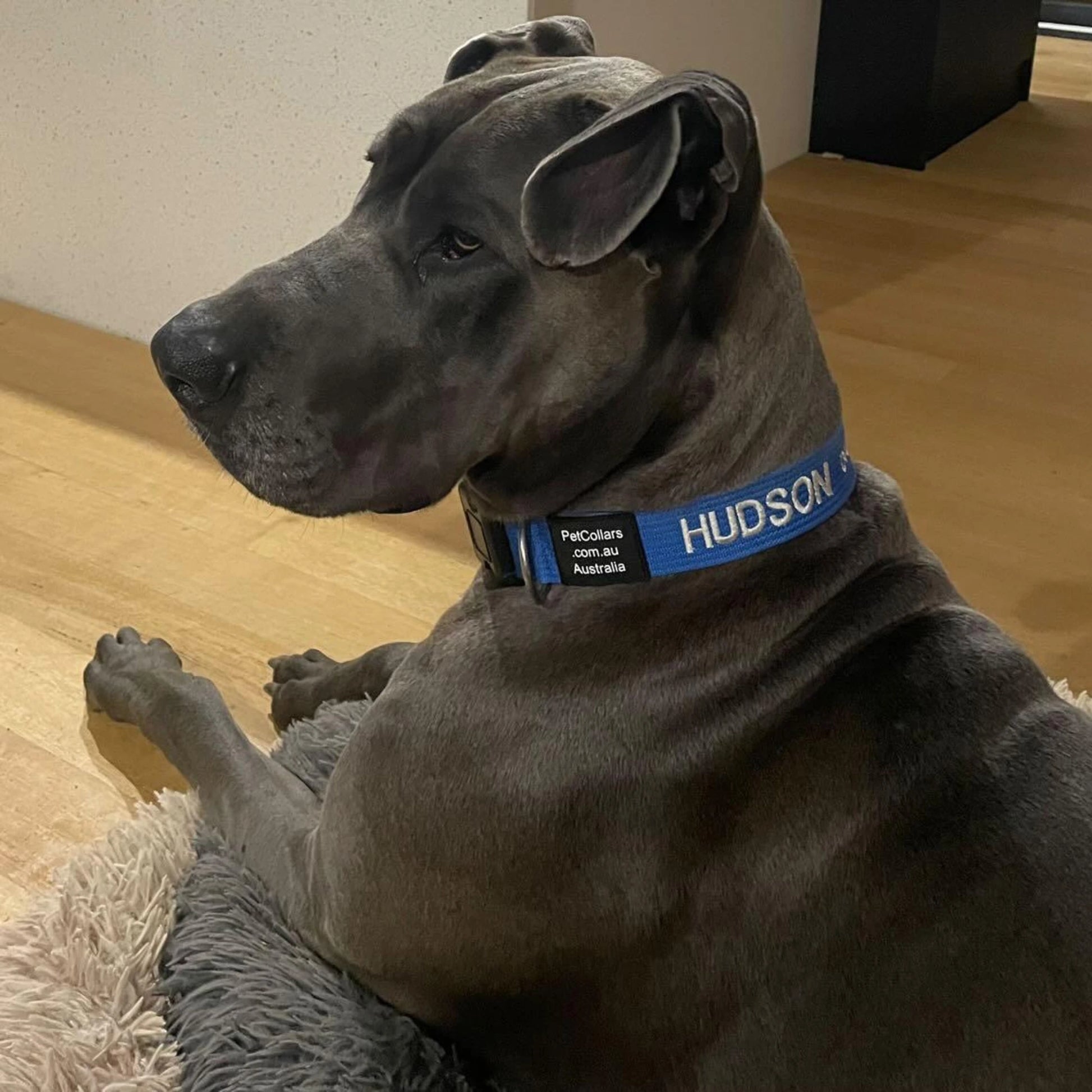 Extra large personalised collar