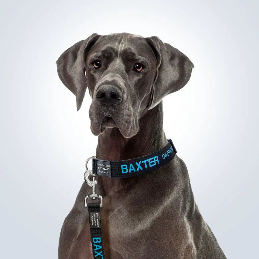 Extra large dog collar online