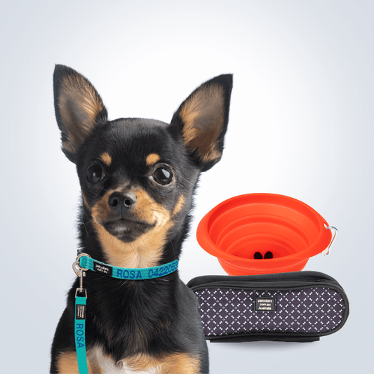 Complete Walking Set for dog small