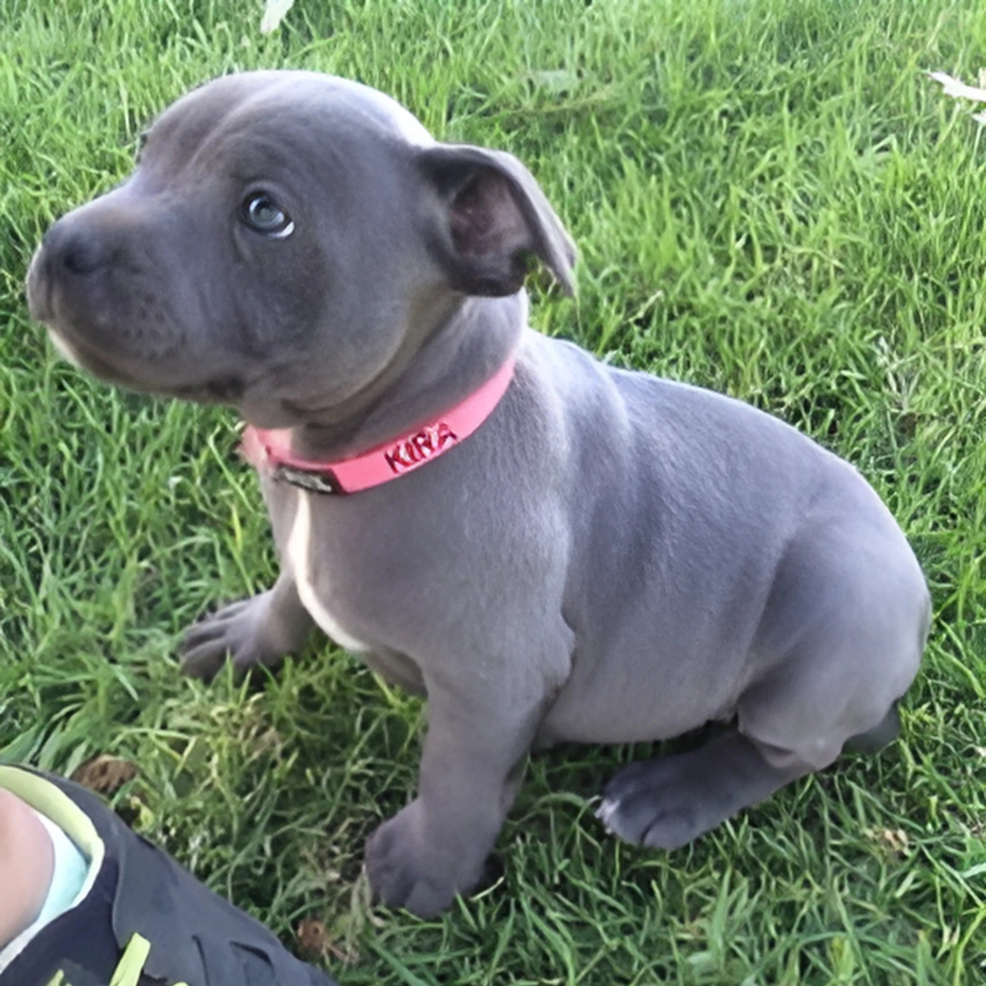 Extra small custom pet collar