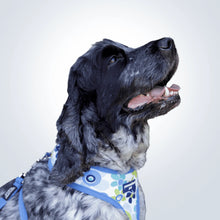 Load image into Gallery viewer, personalised dog harness