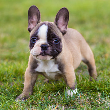 Top 10 Frenchie Names in Australia