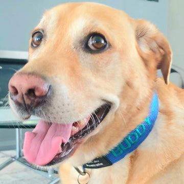 Black Labrador wearing personalised embroidered dog collar in sky blue and teal