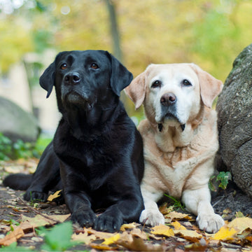 Top 10 Labrador Names in Australia