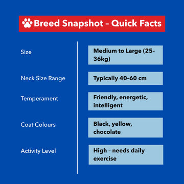 Breed snapshot of Labrador – size, temperament, colour