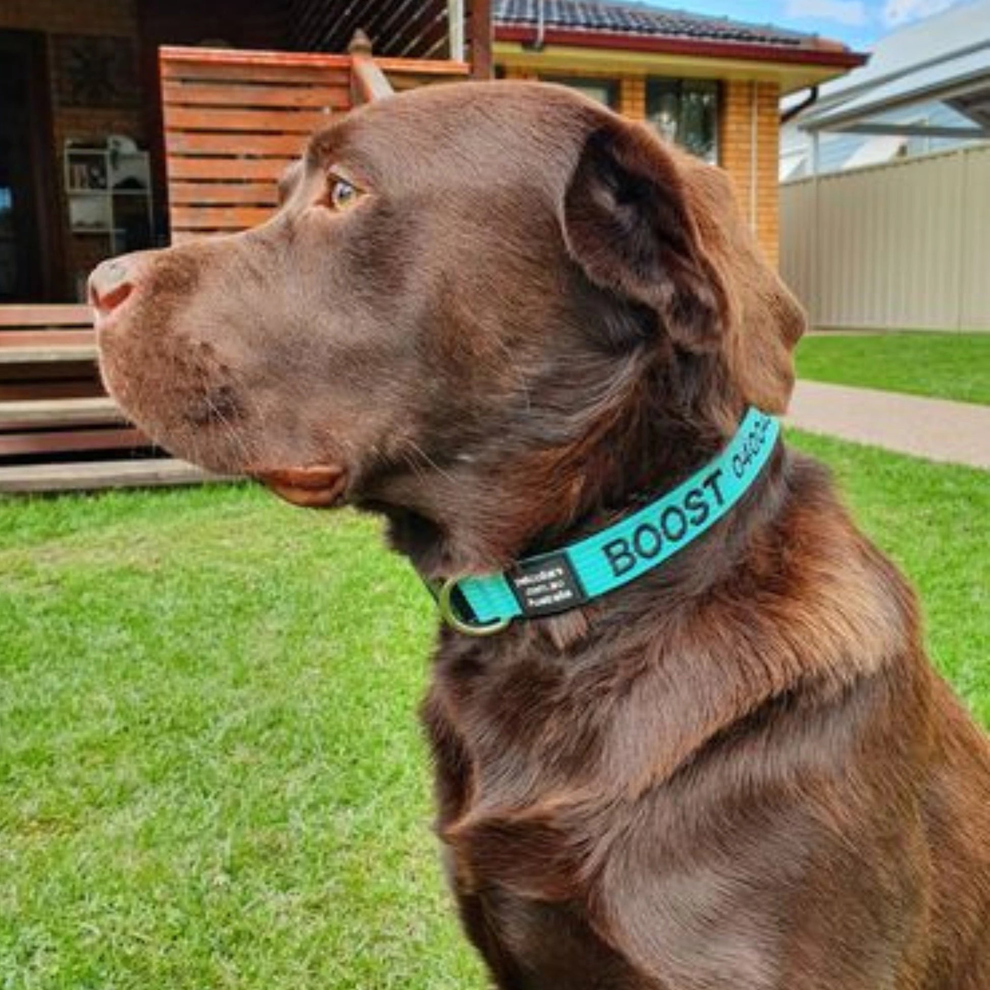 Large collar with name and phone number