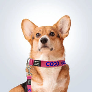 personalised pet collar and lead