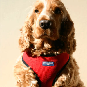 dog harness with name