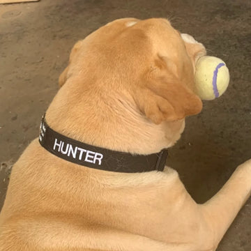 Personalised pet collar