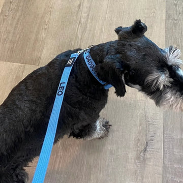 Personalised pet collar and lead