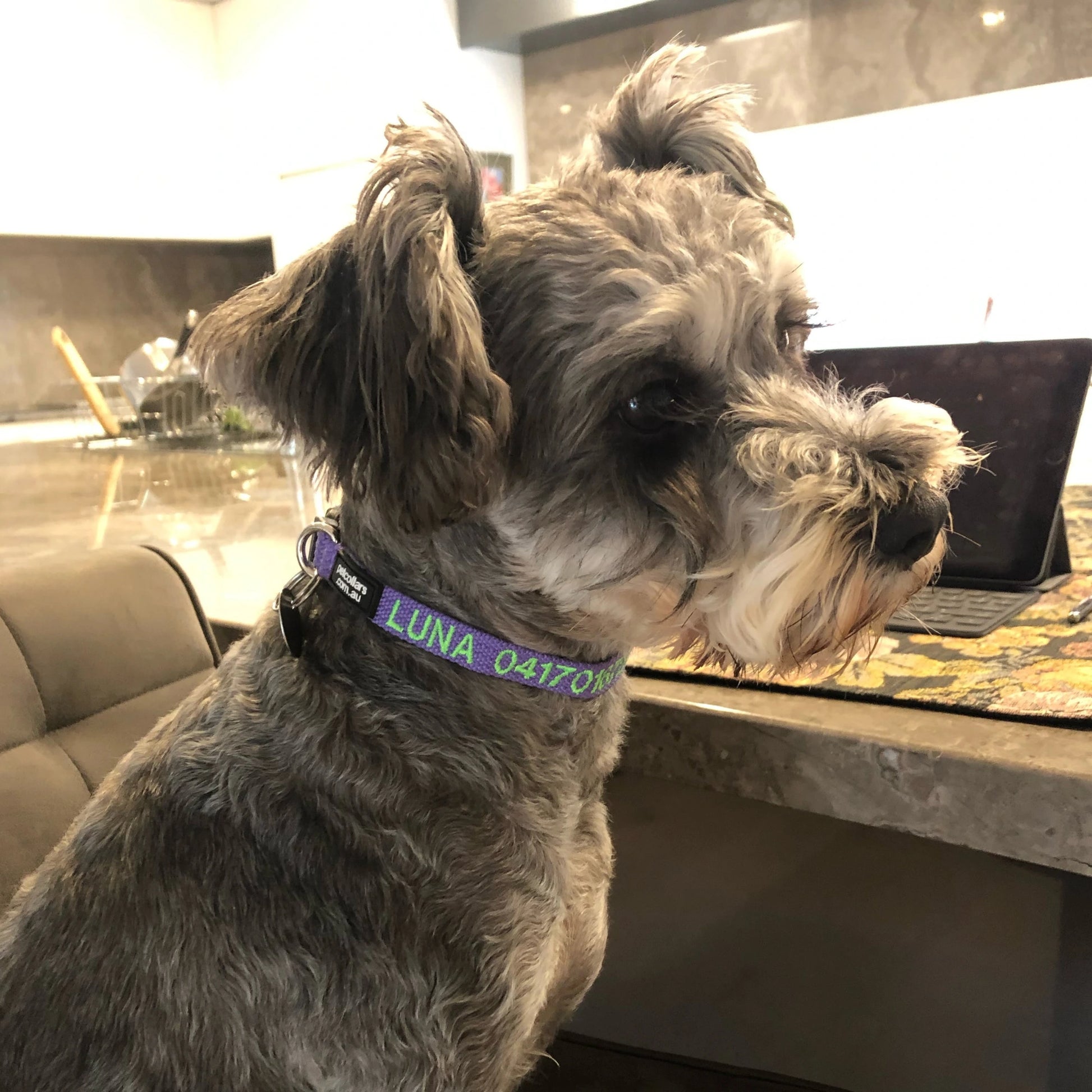 Personalised collar for small dogs