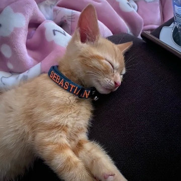 Dog in a vibrant collar enjoying its outdoor adventure, showing comfort and style in action