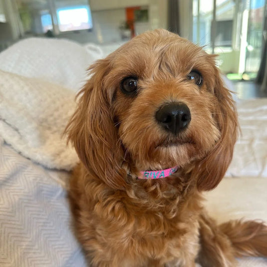 High-quality image of a pet enjoying its comfortable and stylish pet collar