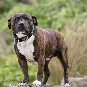 Staffy wearing personalised embroidered collar in black and lime
