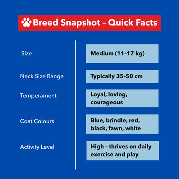 Breed snapshot of Staffordshire Bull Terrier – size, temperament, colour