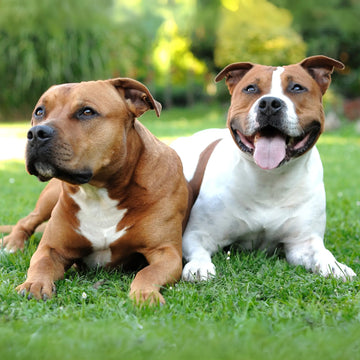 Top 10 Staffy Names in Australia
