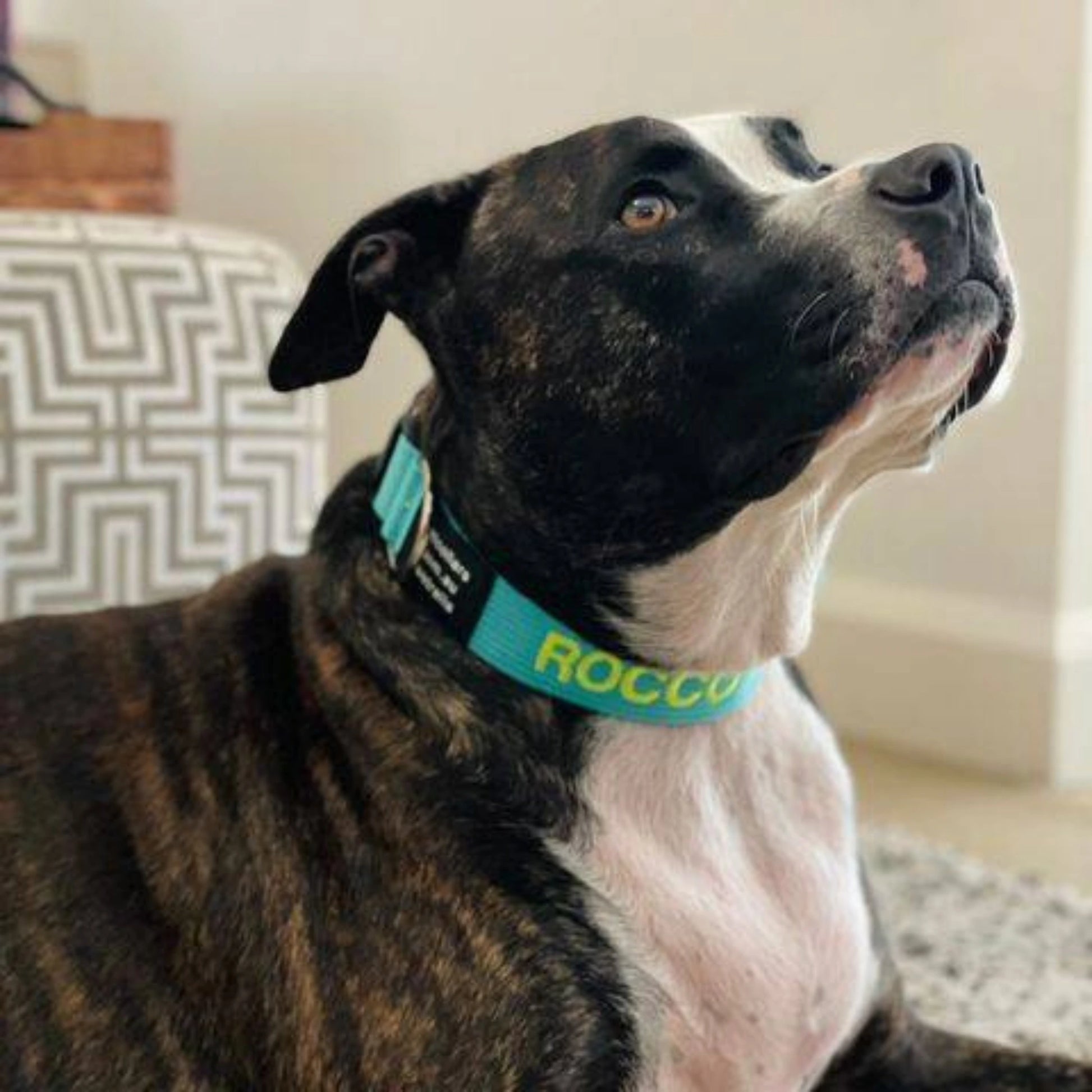 Wide large custom pet collar