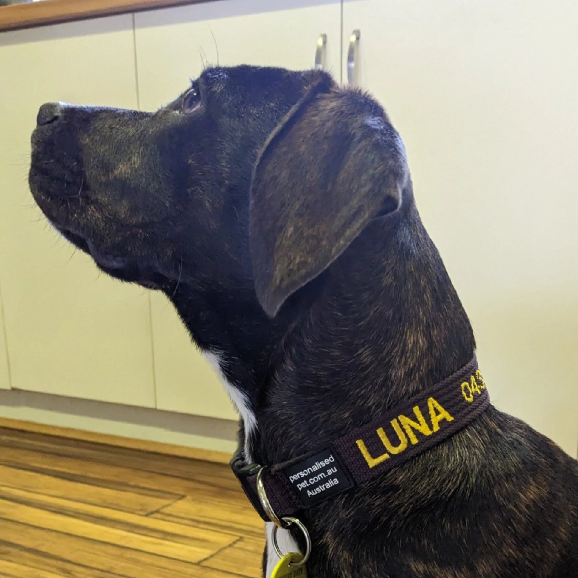 Wide medium personalised pet collar